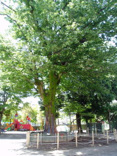 岐阜,幼稚園,こばと幼稚園